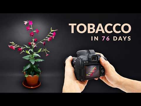 I Grew Tobacco From Seed │Timelapse