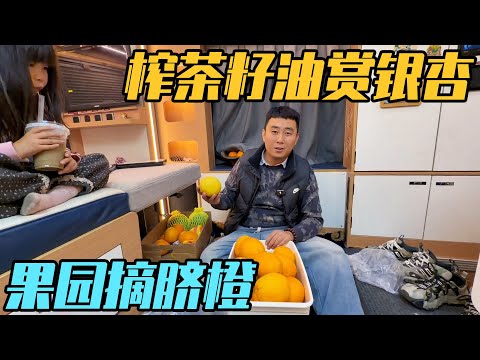 解锁房车奇遇，榨茶籽油赏银杏，钻进果园摘脐橙【家和远方的旅行】