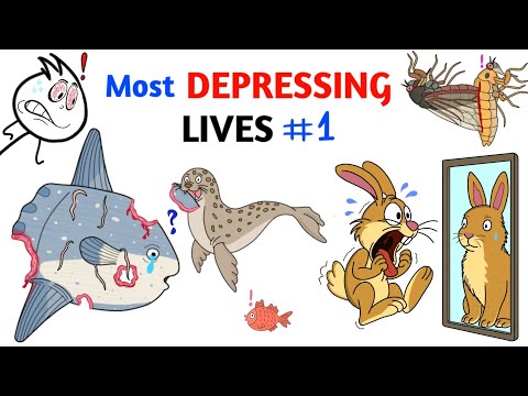 Animals With The Most Depressing Lives - Part 1