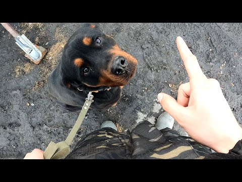 The dog picks up all sorts of nasty things from the ground. What should I do? Answer!