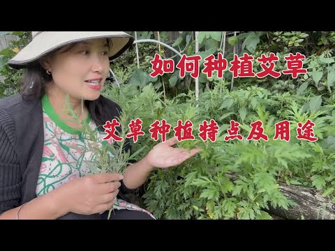 如何种植艾草|  艾草种植特点及功效用途 How to grow mugwort｜做艾草青团和艾草鸡蛋，选择怎样的艾草味更美？