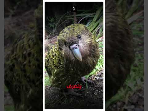 الكاكابو أغرب طائر في العالم؟ لا يستطيع التزاوج #حيوانات #معلومات