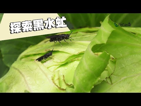【廢棄物處理】探索黑水虻：減少廚餘廢棄物 (我們的島 938集 2018-01-15)