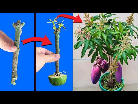 Unbelievable! Grow Mango Trees Faster Using Papaya Secret Trick!