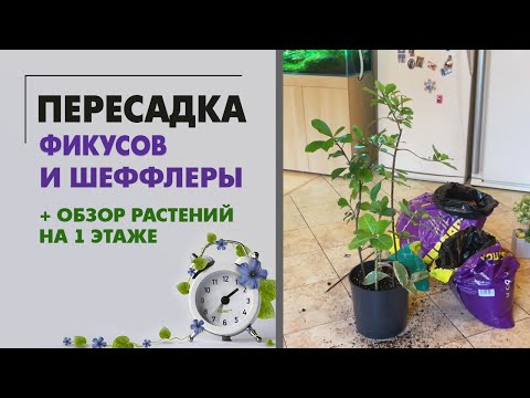 REVIEW of plants on the 1st floor after transplants and the next TRANSPLANT of schefflera and ficus