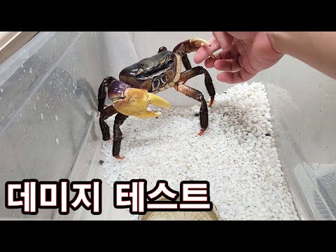 거대한 게한테 물리면 얼마나 아플까??