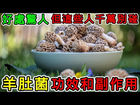 羊肚菌有哪些營養價值？羊肚菌的功效和副作用，羊肚菌怎麼吃？什麼人不適合吃羊肚菌？羊肚菌不能和什麼一起吃？羊肚菌可以天天吃嗎？羊肚菌有什麼禁忌？癌症病人可以吃羊肚菌嗎？羊肚菌可以每天吃嗎？