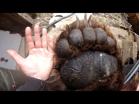 ОХОТА НА МЕДВЕДЯ С ПОДХОДА В КАРЕЛИИ БЕЗ СОБАК! ПО СЛЕДАМ МЕДВЕДЯ-ТРАКТОРА!!! (часть 1)