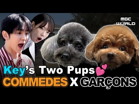 [Sub] Life as Key’s Dogs 🐾 | Commedes & Garçons Fun Time #ILiveAlone #Key #Puppy