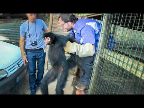 Trafic d'Animaux Sauvages : Un Business qui rapporte des milliards