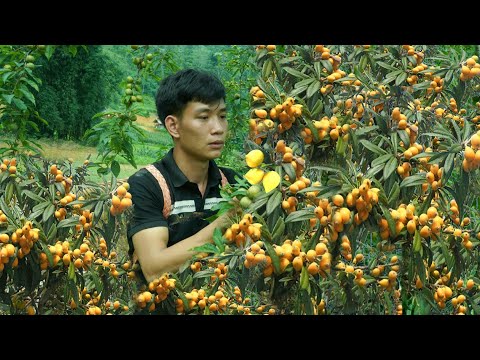 Harvesting chicken eggs, How to make fermented meat for long-term preservation.