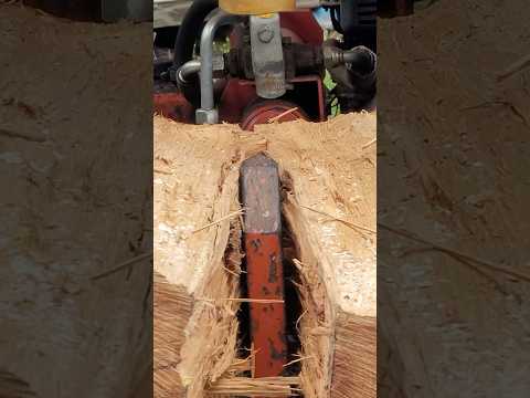 Making Charcoal with Traditional Japanese Techniques #拘り#kodawari