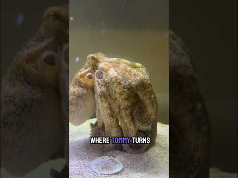 Tommy the octopus loves crabs and puzzles!