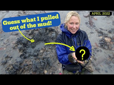 A Very Rare Find of a Lifetime found in the Thames Mud fills me with JOY! - Mudlarking the Thames