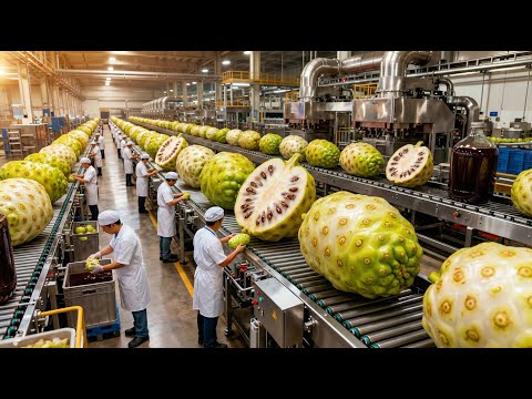 How It's Made Soursop Juice! Inside A Factory Extracting Tons Of Creamy White Pulp