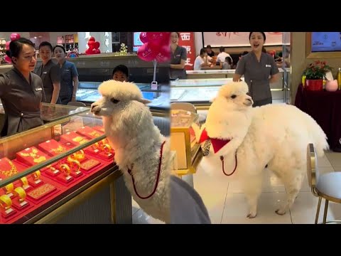 羊驼逛商场 吃完一家又一家 自己展示才艺 给多少全靠自觉 #羊驼逛商场 #羊驼乐乐#商场随拍 #羊驼毛豆