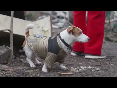 Consequences of the night attack on Cherkasy