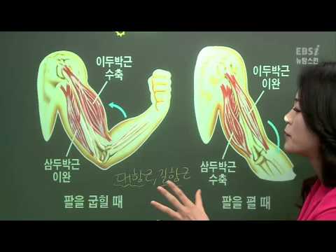 [뉴탐스런 생명과학 I] 35강 자극의 전달 (3)