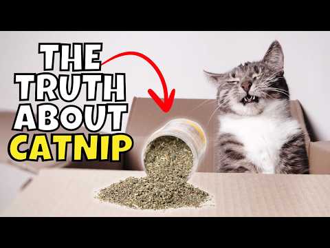The Shocking Truth About Catnip (What Catnip Does to Cats) 🌿🙀