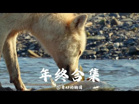 你一定要看看！2023最搞笑的動物視頻全收羅在這里！年底必看！ #动物世界 #动物解说 #科普 #纪录片 #搞笑