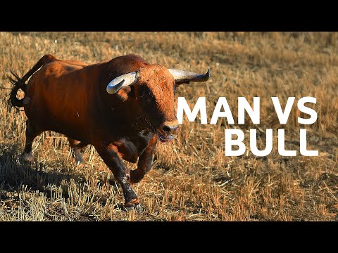 Deadliest Showdown: Man VS Bull - Who Will Win?