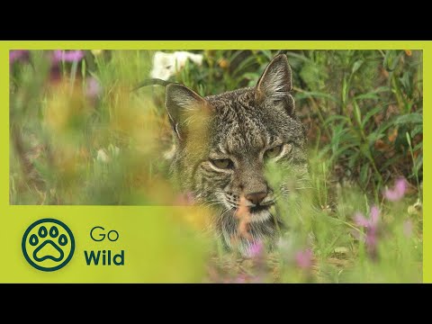 The Hidden Life of the Sierra Morena | Stories of the Mediterranean Forest 3/6 | Go Wild