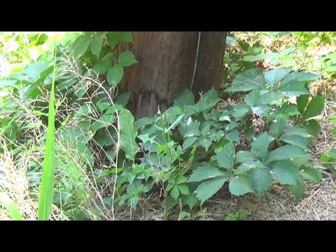 Isolation Transformers