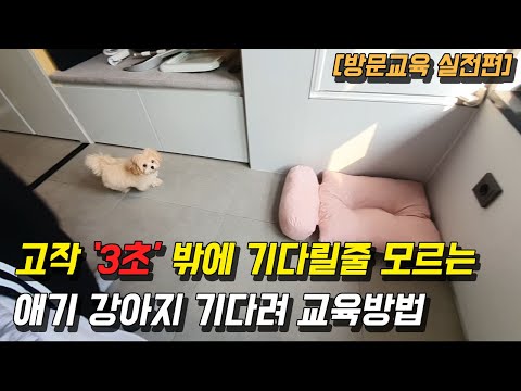 고작 3초밖에 기다릴 줄 모르는 애기 강아지 기다려 교육방법 (Feat. 말티푸 구름)