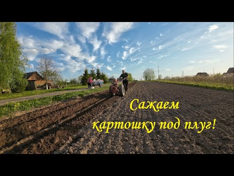 ❗Сажаем картошку под плуг мотоблока❗