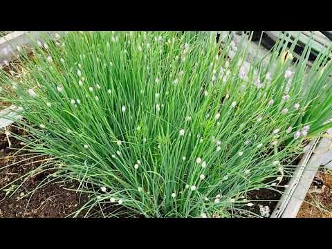 Обзор огорода и теплицы 8 июня 2023!#обзорогорода#екатеринбург