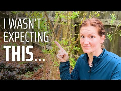 My Pomegranate Tree Took a Hit—Here’s Why