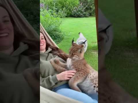 Jealous Pallas’s Cat Attacks! 😱