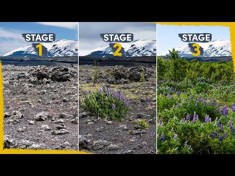 We're reclaiming Iceland's Deserts - here's how