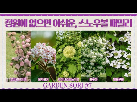 둥근 꽃송이의 향연 스노우볼 시리즈🌿핑크오데마리·차이니즈 스노우볼·설구화·털설구화