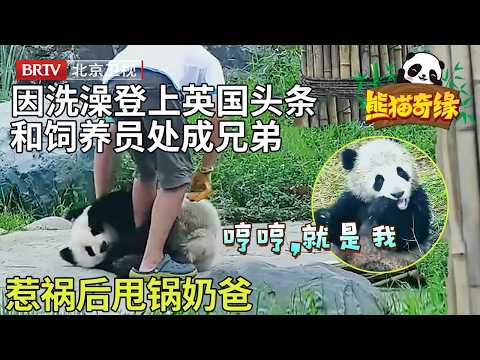 惹祸后甩锅奶爸，一起玩过肩摔，脏脏蔓越煤和杨奶爸能有多亲近～ 【熊猫奇缘】#中国大熊猫 #熊猫#熊猫蔓越煤#panda cute