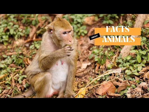 Animal Facts for Kids | Learn About Animals for Toddlers and Preschoolers