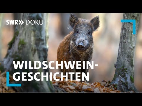 Wildtier, Wildjagd, Wildküche - Wildschweingeschichten | SWR Doku