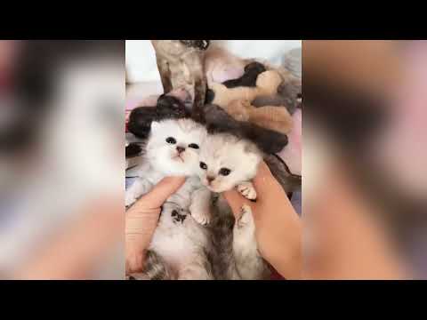 Les animaux trop choupis vont ensoleiller ta journée ♥