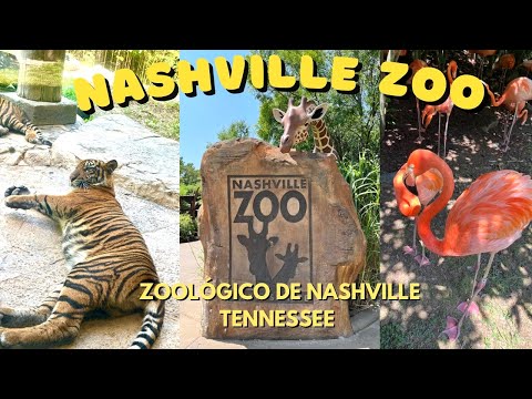 Visitando el famoso Zoologico de Nashville, Tennesse! Walk Tour of the Nashville Zoo in Grassmere