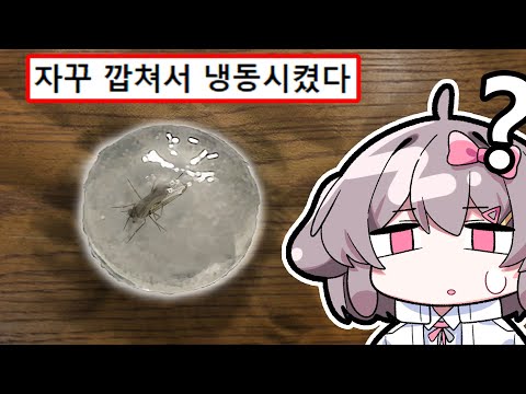 한국인이 모기를 참교육 하는 법