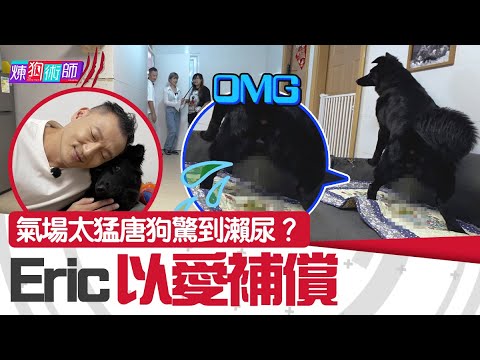 屈臣氏 Wats Petmacy 寵物藥妝呈獻:煉狗術師III|EP17 Part1|氣場太猛唐狗驚到瀨尿? Eric以愛補償| Eric Ko | 鄺芷凡 |唐狗|HOY|HOYTV
