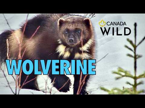 Wolverine: Ghost of the Northern Forest | Nature Documentary - Extended Edition | Canada Wild 🇨🇦