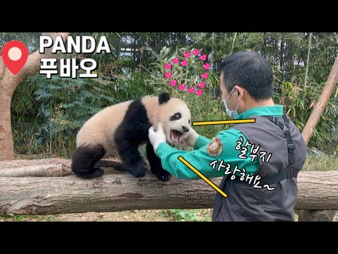 [에버랜드 아기판다] 할부지 사랑해요~ 솜털 푸바오 강할부지랑 같이 출근, 할부지 도움으로 깨끗! Panda Fu Bao의 나무타기를 바라보는 아이바오는 마냥 흐뭇