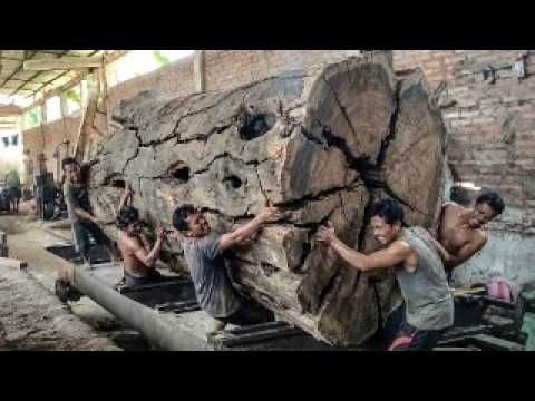 MONSTER IMPACT! Dangerous Wood Splitting From Bomber Saw Terrifies Large Sawmill Crew