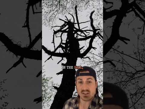 This Mysterious Thing KILLED His Wife!