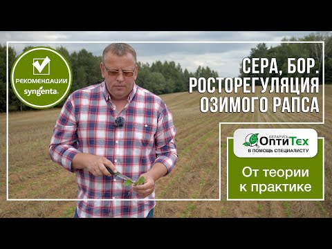 Нюансы росторегуляции озимого рапса. Сера, Бор: когда и в каком количестве.