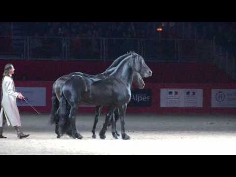 Frédéric Pignon et ses étalons
