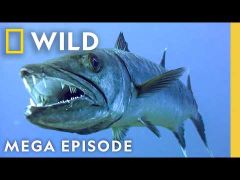 Die Hard, In Cold Blood, & Underwater Killers | World's Deadliest MEGA Episode | Nat Geo Animals