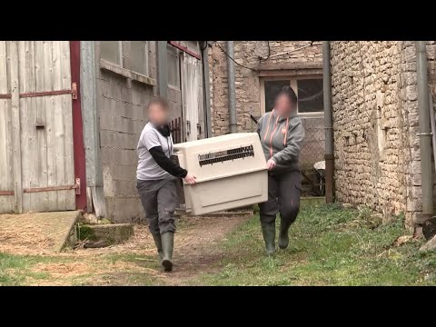 Trafics illégaux : animaux en danger