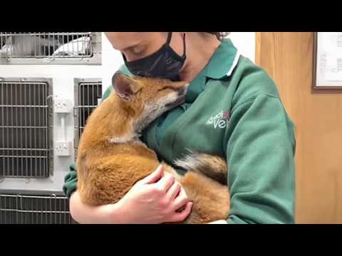 Wild Animals Showing Love To Humans In The Cutest Ways ❤️